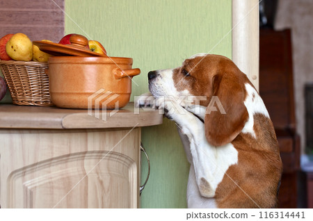beagle in kitchen 116314441