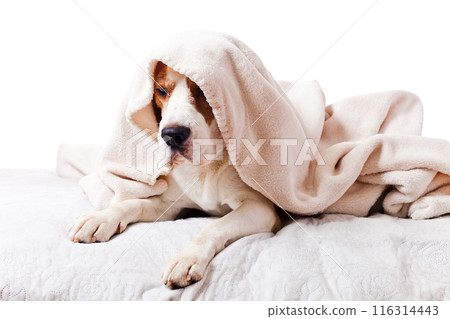 dog under a blanket on white dog under a blanket on white 116314443