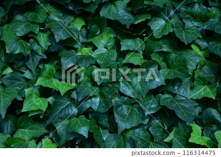 Hedera Hellics 116314475