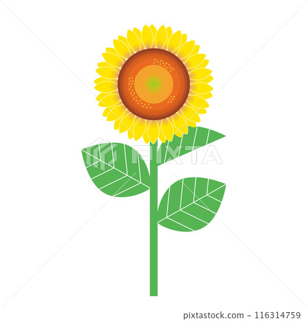 Sunflower illustration 116314759