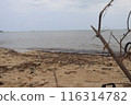 Photo of a dirty beach full of plastic rubbish 116314782