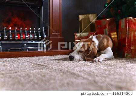 A lone beagle on the carpet with Christmas gifts in front of the fireplace in an empty room 116314863