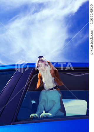 Hurrah! A vacation! 116314890