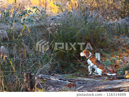 Beagle in the early morning in autumn forest Beagle in the early morning in autumn forest 116314899