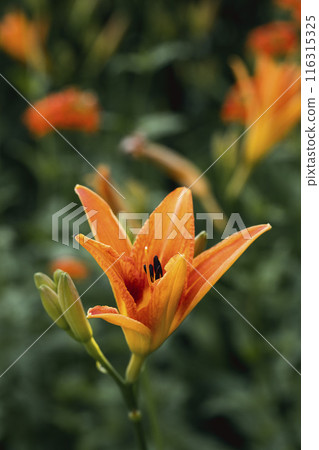Beautiful orange day-lily plant in bloom in summer, close-up, vertical image, Hemerocallis fulva, selective focus. 116315325