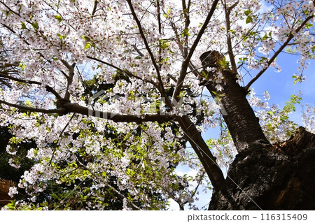 這棵老櫻花樹今年也快要盛開了。 116315409