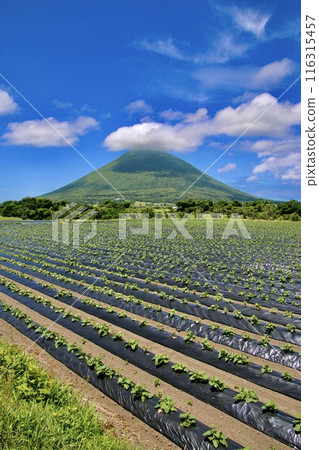地瓜田和開聞岳(鹿兒島縣指宿市) 地瓜田和開聞岳(鹿兒島縣指宿市) 116315457
