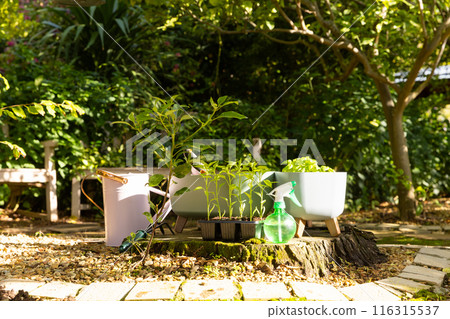 Gardening in backyard, young plants in pots with watering can and spray bottle, copy space Gardening in backyard, young plants in pots with watering can and spray bottle, copy space 116315537