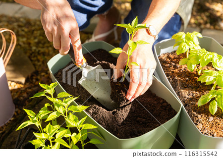 Planting seedlings in garden, person using trowel for home gardening Planting seedlings in garden, person using trowel for home gardening 116315542