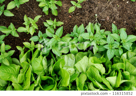 Top view of leaves basil and salad. Fresh vegetables. Beautiful background for nature concept. top view Top view of leaves basil and salad. Fresh vegetables. Beautiful background for nature concept. top view 116315852
