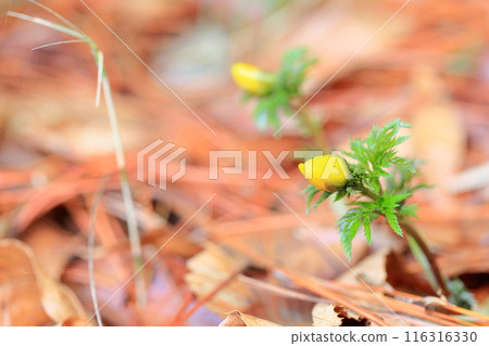 福庫格的花 福庫格的花 116316330