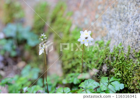 Cute little flower, Coptis japonica flower 116316341