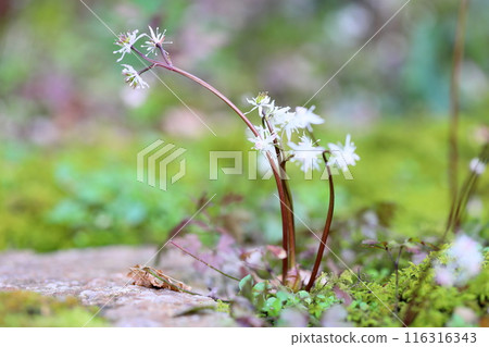 Cute little flower, Coptis platyphylla flower Cute little flower, Coptis platyphylla flower 116316343