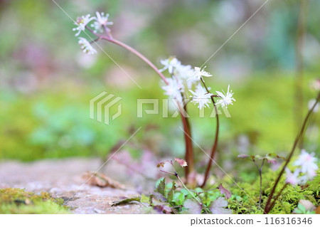 可愛的小花，塞里巴奧倫花 116316346