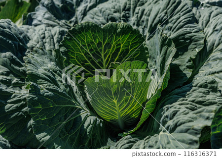 young cabbage on a garden bed of an agricultural farm close-up, agribusiness 116316371