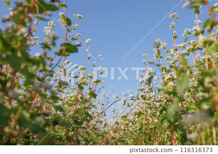 field of blooming buckwheat, Growing organic buckwheat, successful agribusiness concept field of blooming buckwheat, Growing organic buckwheat, successful agribusiness concept 116316373