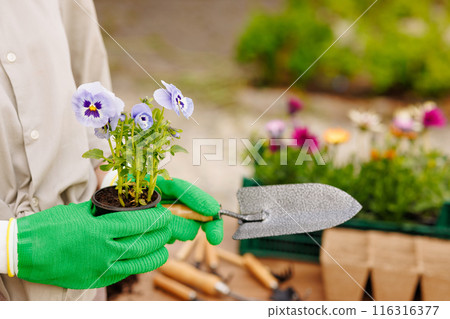 Gardener woman planting flowers in her garden, garden maintenance and hobby concept Gardener woman planting flowers in her garden, garden maintenance and hobby concept 116316377