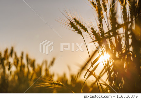 field of ripe wheat against blue sky, concept of growing cereal crops, harvest season, Grain deal 116316379