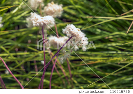 Cotton grass is a genus of sedges. Latin name Eriophorum vaginatum. Cotton grass is a genus of sedges. Latin name Eriophorum vaginatum. 116316726
