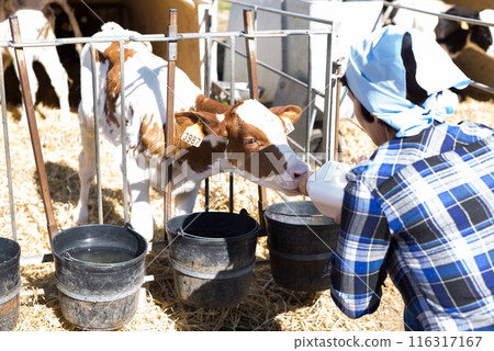 Woman care feeds two week old calf from bottle with dummy 116317167