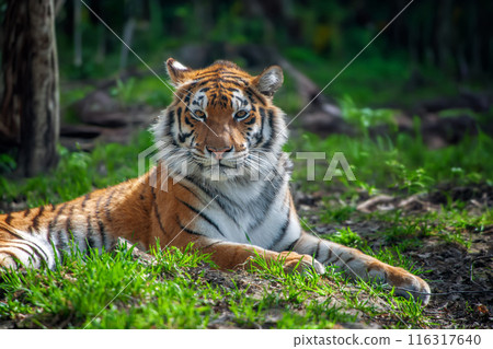 Tiger male, wild animal in the natural habitat Tiger male, wild animal in the natural habitat 116317640