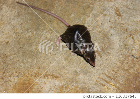 A picture of rat on floor in the house 116317643
