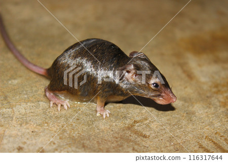 A picture of rat on floor in the house 116317644