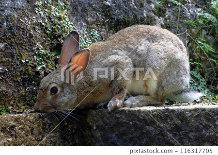 A rabbit on Okunoshima drinking water from a stream (Tadaumi-cho, Takehara City, Hiroshima Prefecture) 116317705