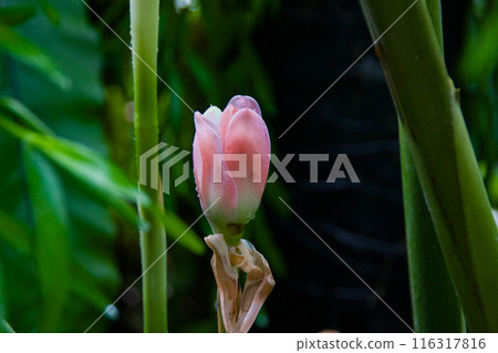 Single pink orchid starting to bloom at Singapore BotanicalGardens in 2023 116317816