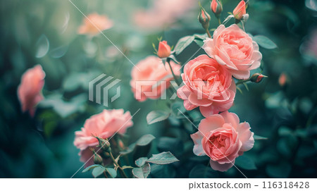 Rose of pink 116318428