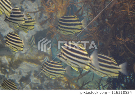 fish swimming in a school of fish 116318524