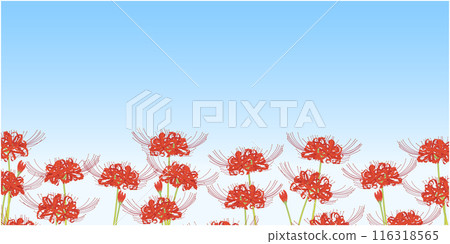 Red spider lily frame②Sky 116318565