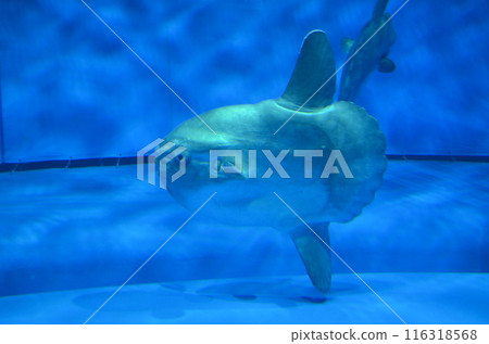 翻車魚在水中游泳 翻車魚在水中游泳 116318568