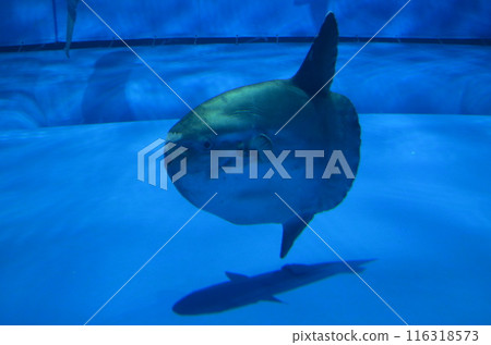 翻車魚在水中游泳 116318573