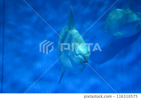 翻車魚在水中游泳 翻車魚在水中游泳 116318575