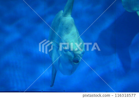 翻車魚在水中游泳 116318577