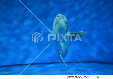 翻車魚在水中游泳 翻車魚在水中游泳 116318580