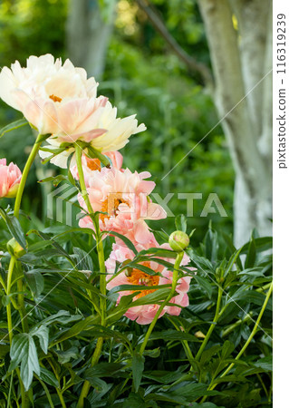 Peony Coral Charm orange pink peony flower in bloom 116319239