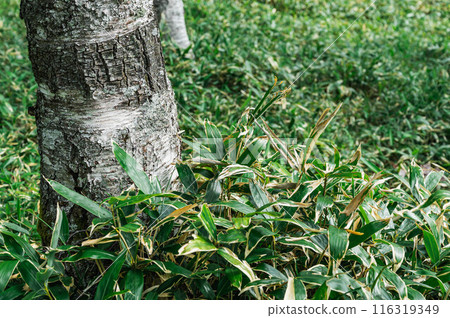 熊笹和樺樹幹 116319349