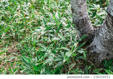 竹子和白樺 116319351