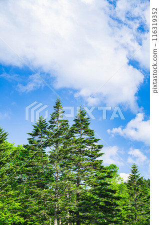 Blue sky and coniferous trees in early summer Blue sky and coniferous trees in early summer 116319352