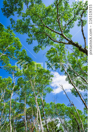 Early summer at Utsukushigahara Plateau, Shirakaba-daira 116319355