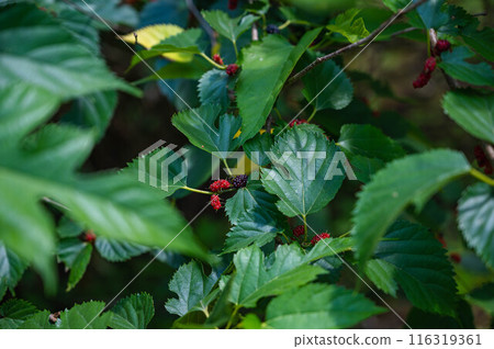 Red and black mulberry fruits Red and black mulberry fruits 116319361