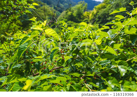 Red berries of mulberry tree 116319366