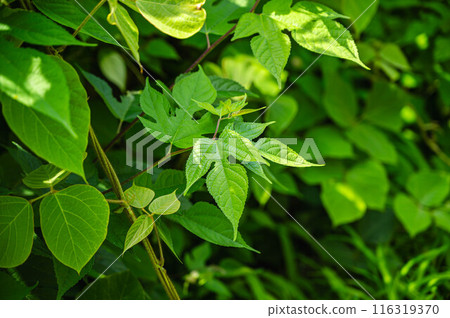 竹葉在初夏 竹葉在初夏 116319370