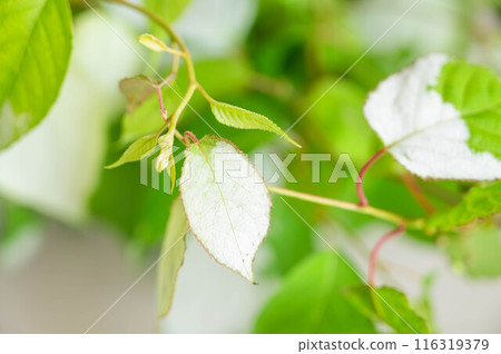 White leaves of silvertip in early summer 116319379