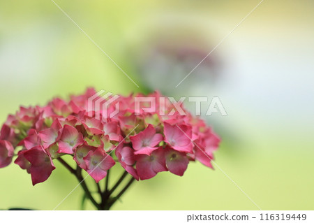 Red hydrangea flower Red hydrangea flower 116319449