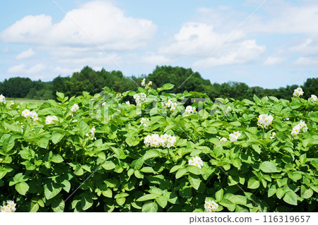 Potato field Hokkaido 116319657