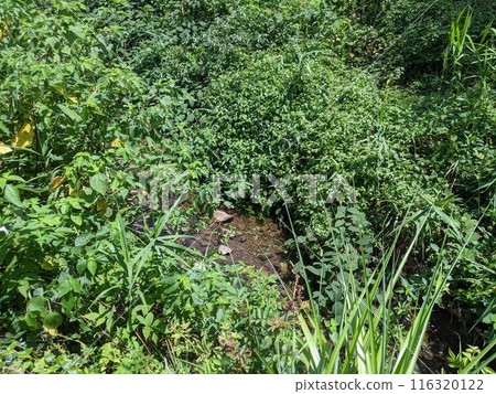A small stream in the forest A small stream in the forest 116320122