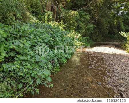 A small stream in the forest A small stream in the forest 116320123